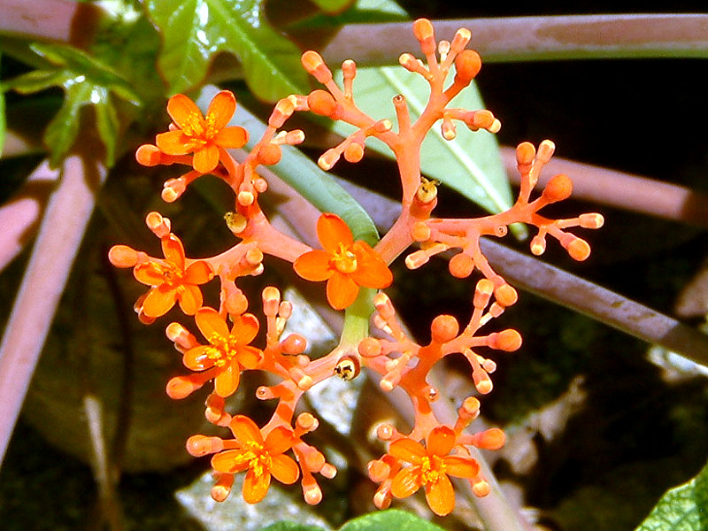 Jatropha podagrica