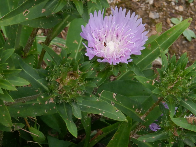 黄珀菊