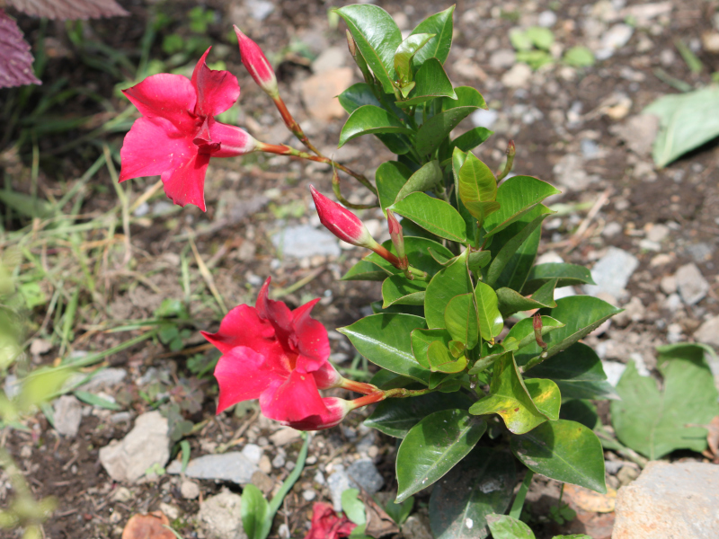 rocktrumpet