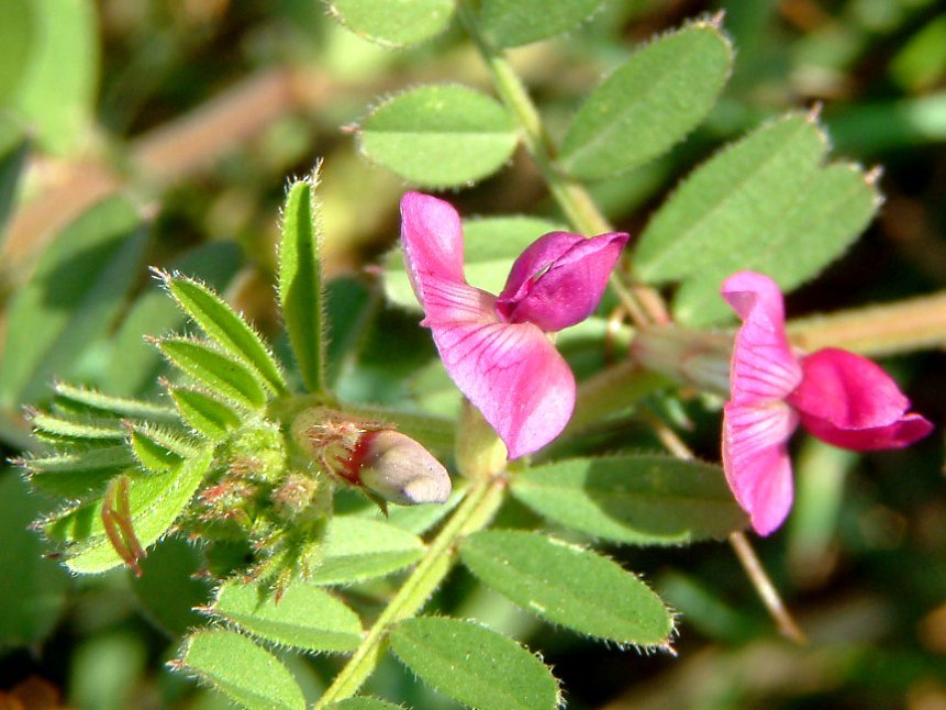 カラスノエンドウ Vicia Sativa かぎけん花図鑑