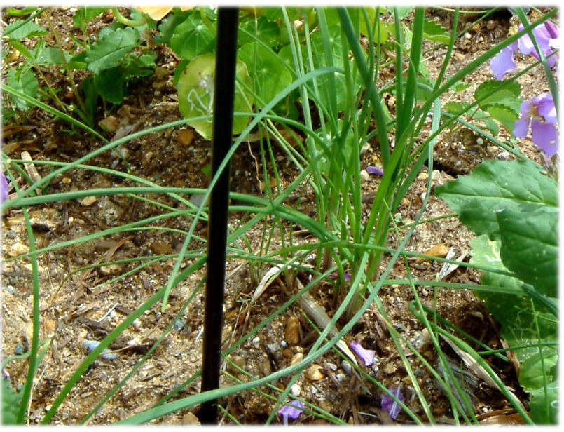 long-stamen chive