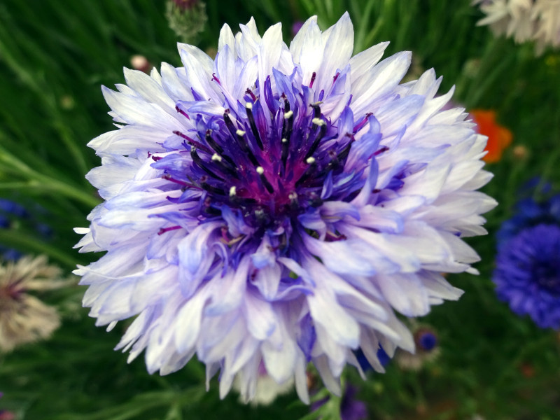 Cornflower