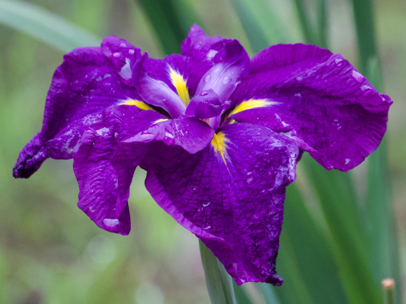 Japanese Iris 'Kumo no ue'