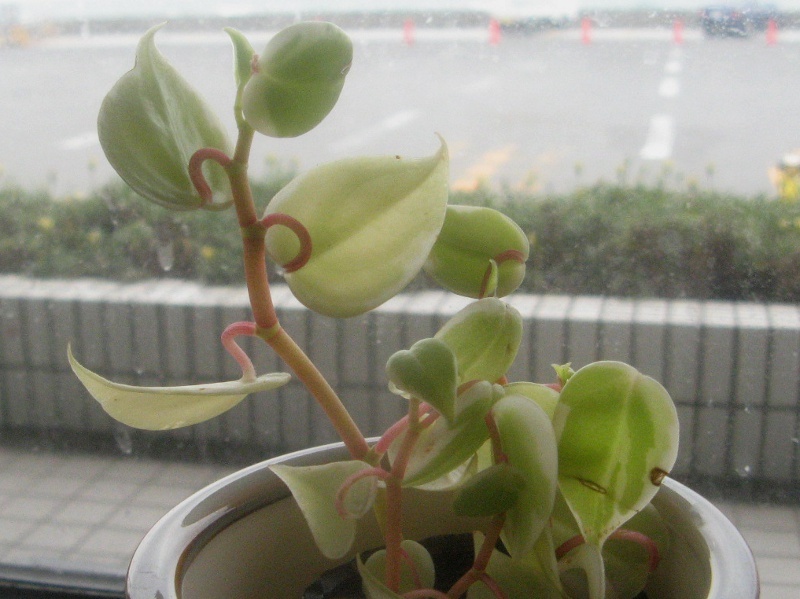 草胡椒 Peperomia 科技研花图画书