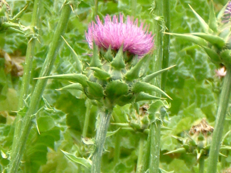 Silybum marianum