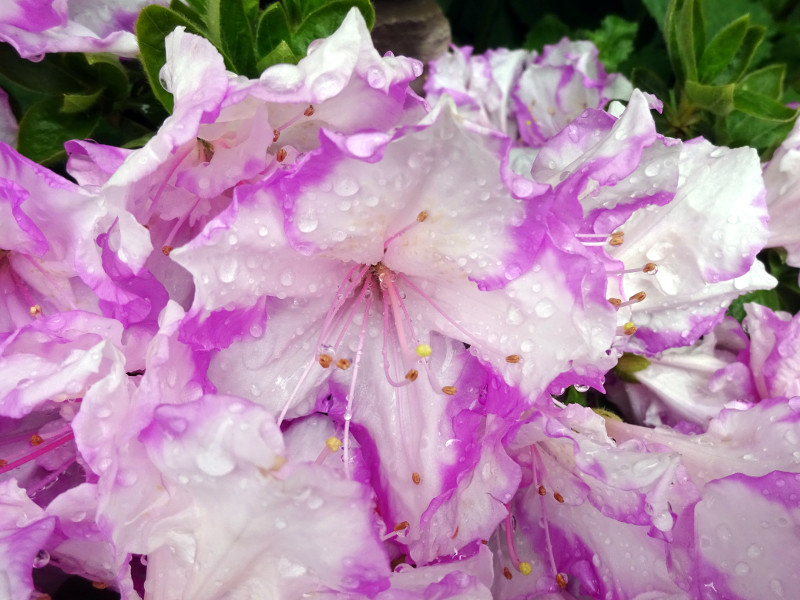 アザレア Rhododendron Simsii かぎけん花図鑑