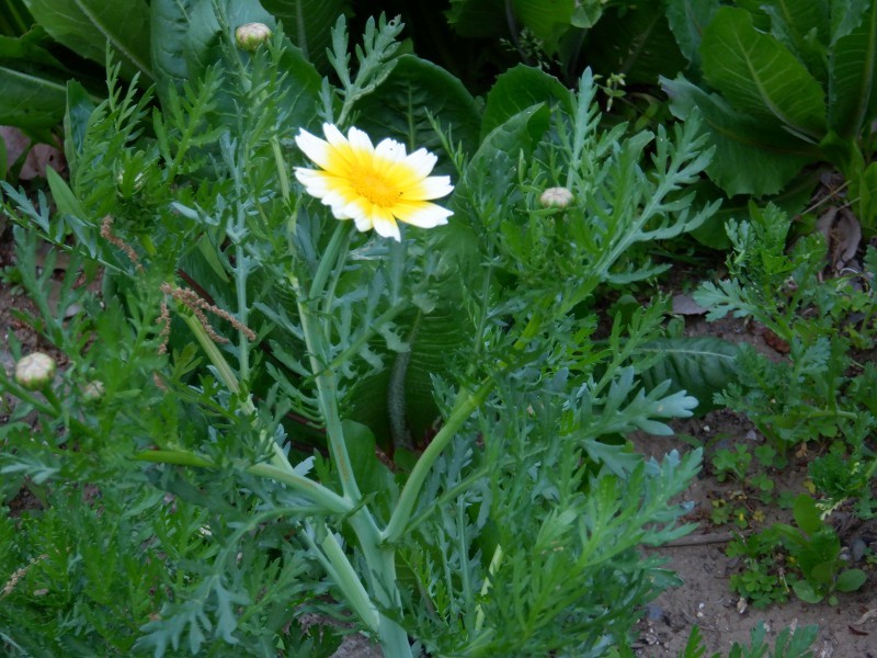 シュンギク Glebionis Corona かぎけん花図鑑