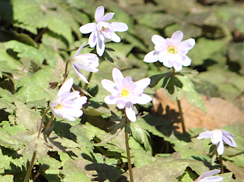 Anemone keisueana