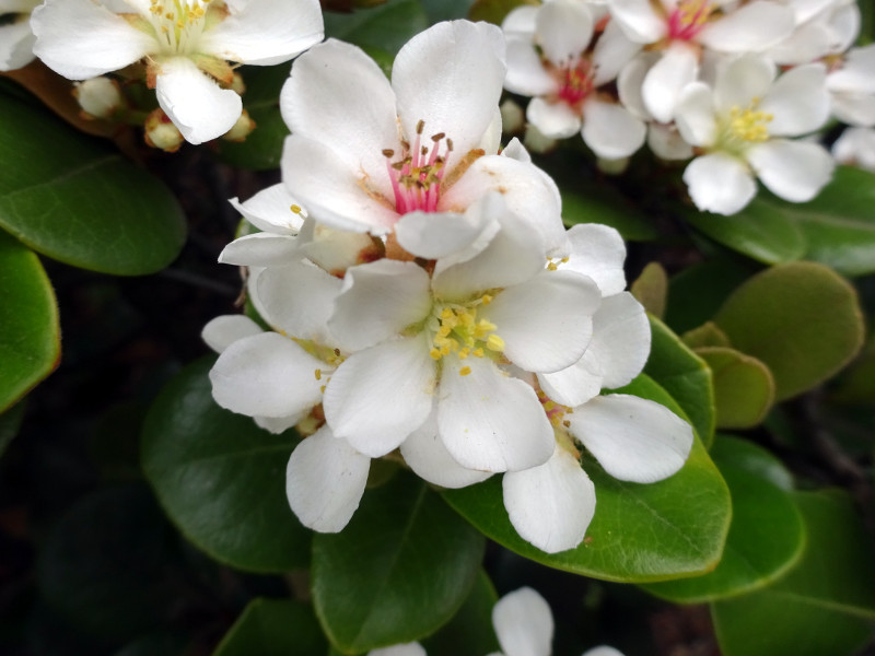  Rhaphiolepis umbellata