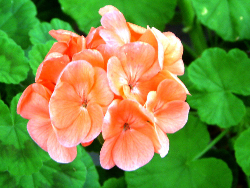 geranium