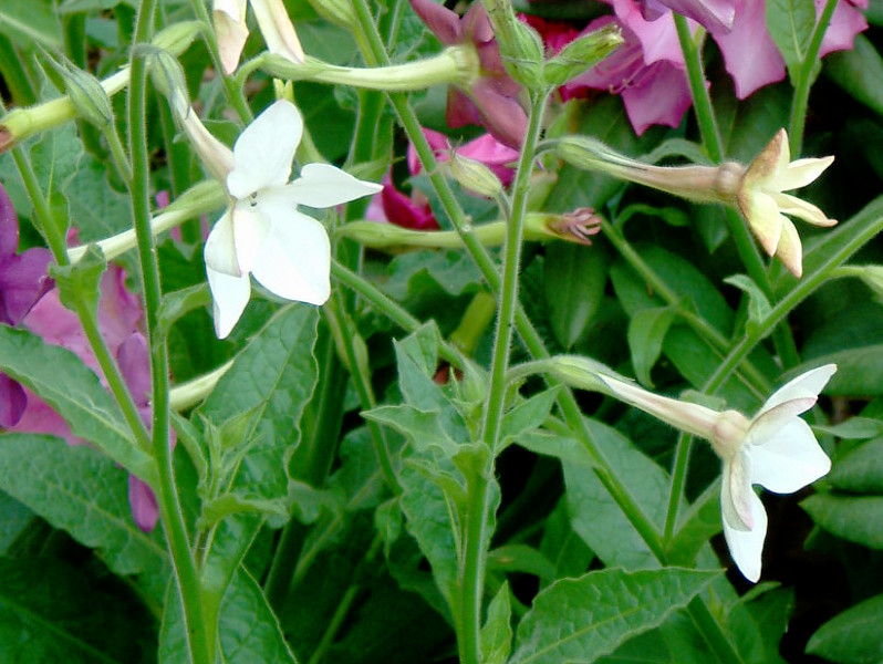 Nicotiana