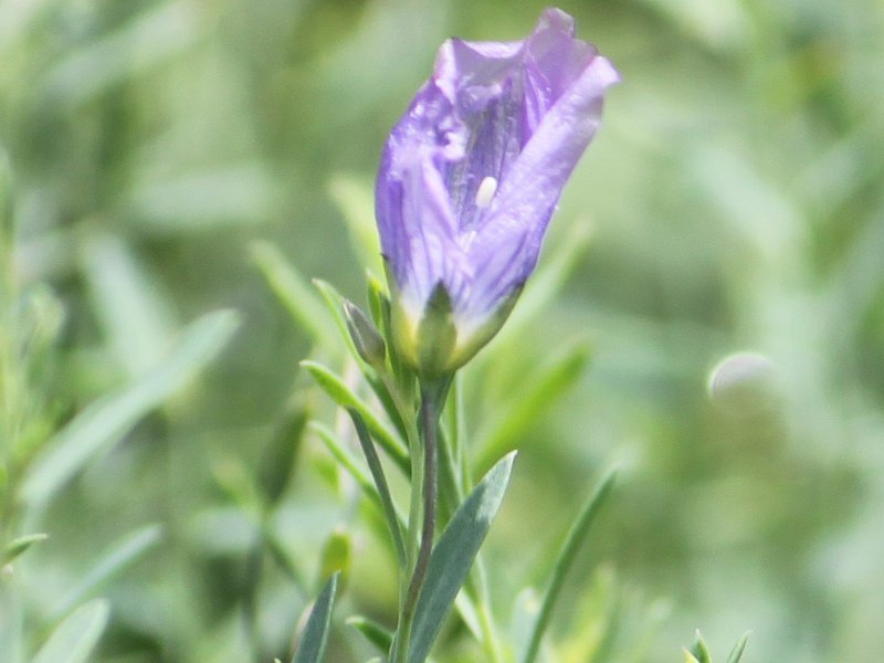 Linum perenne