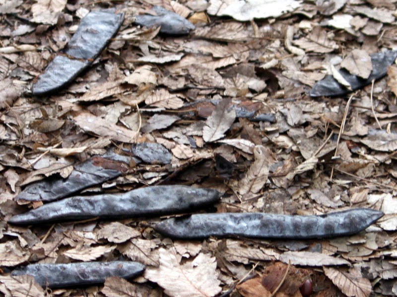 Gleditsia sinensis