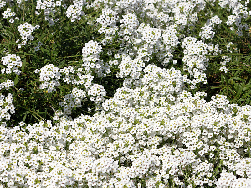 Alyssum