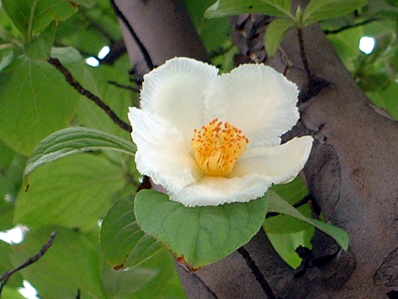 Stewartia pseudocamellia