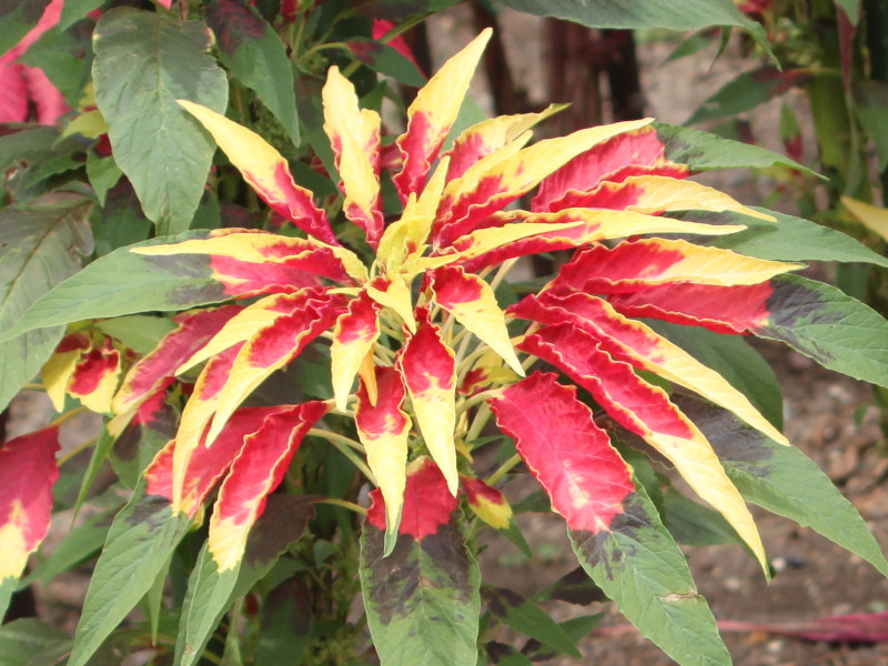 ハケイトウ Amaranthus Tricolor かぎけん花図鑑