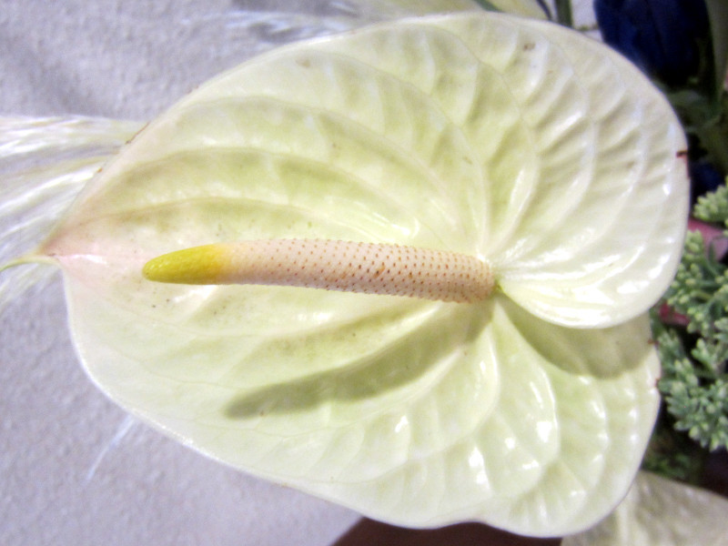 Anthurium