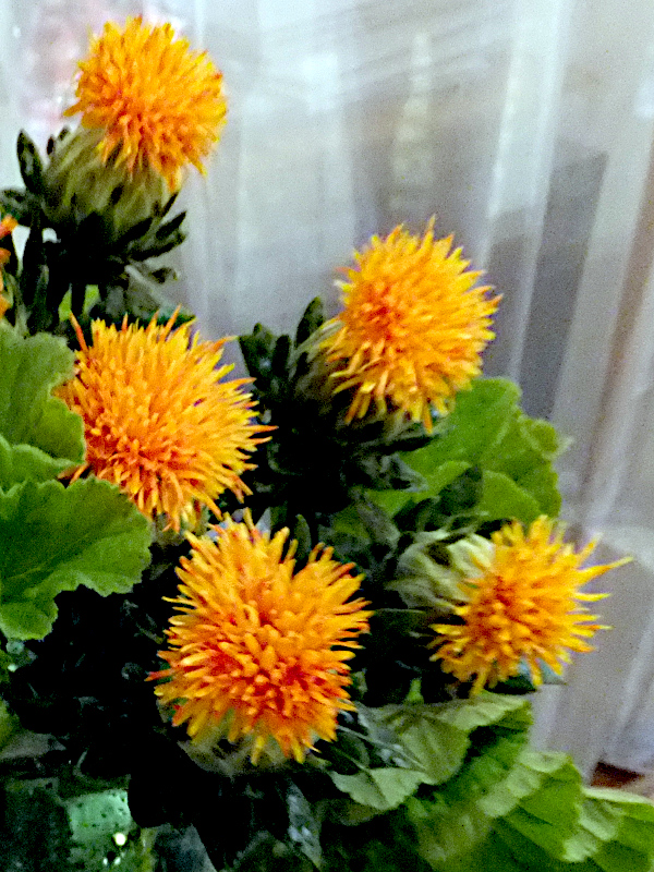 Safflower