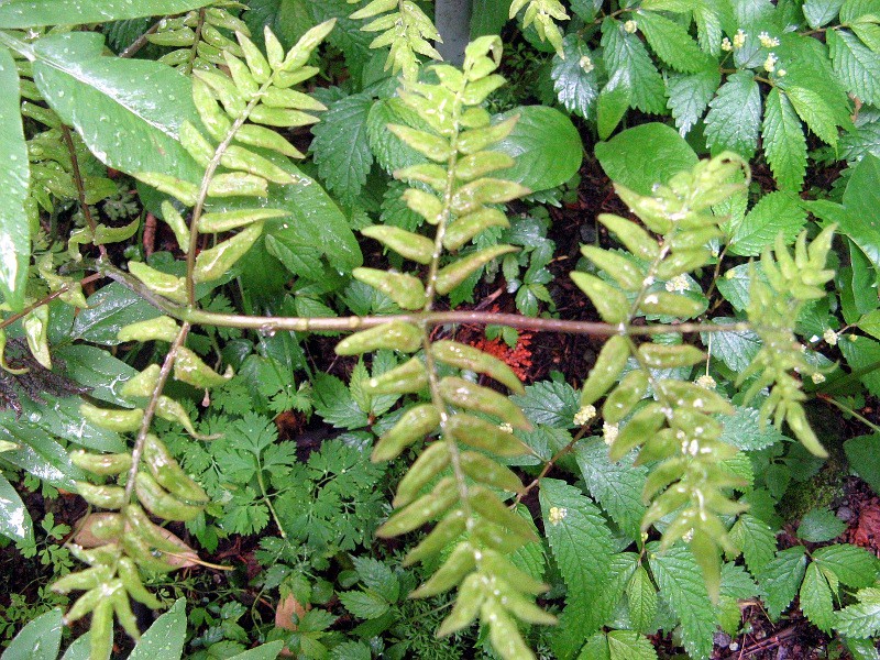 Osmunda japonica