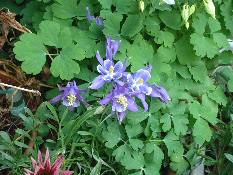 オダマキ Aquilegia Spp かぎけん花図鑑