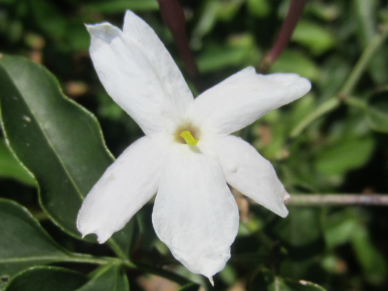 ハゴロモジャスミン Jasmimum Polyanthum かぎけん花図鑑