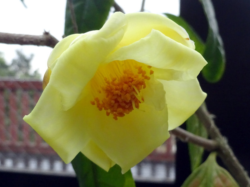 Camellia chrysantha