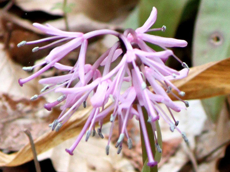 ショウジョウバカマ Heloniopsis Orientalis かぎけん花図鑑