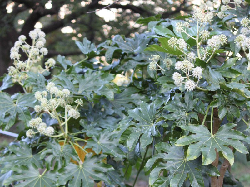 ヤツデ Fatsia Japonica かぎけん花図鑑