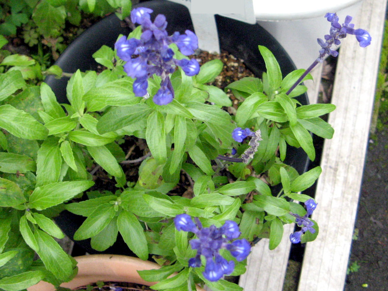 Blue salvia