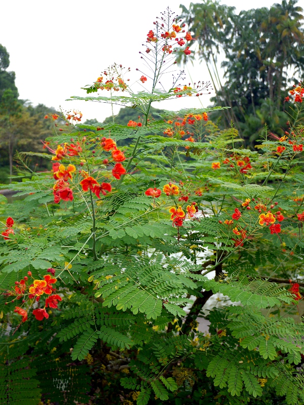 Peacock flower