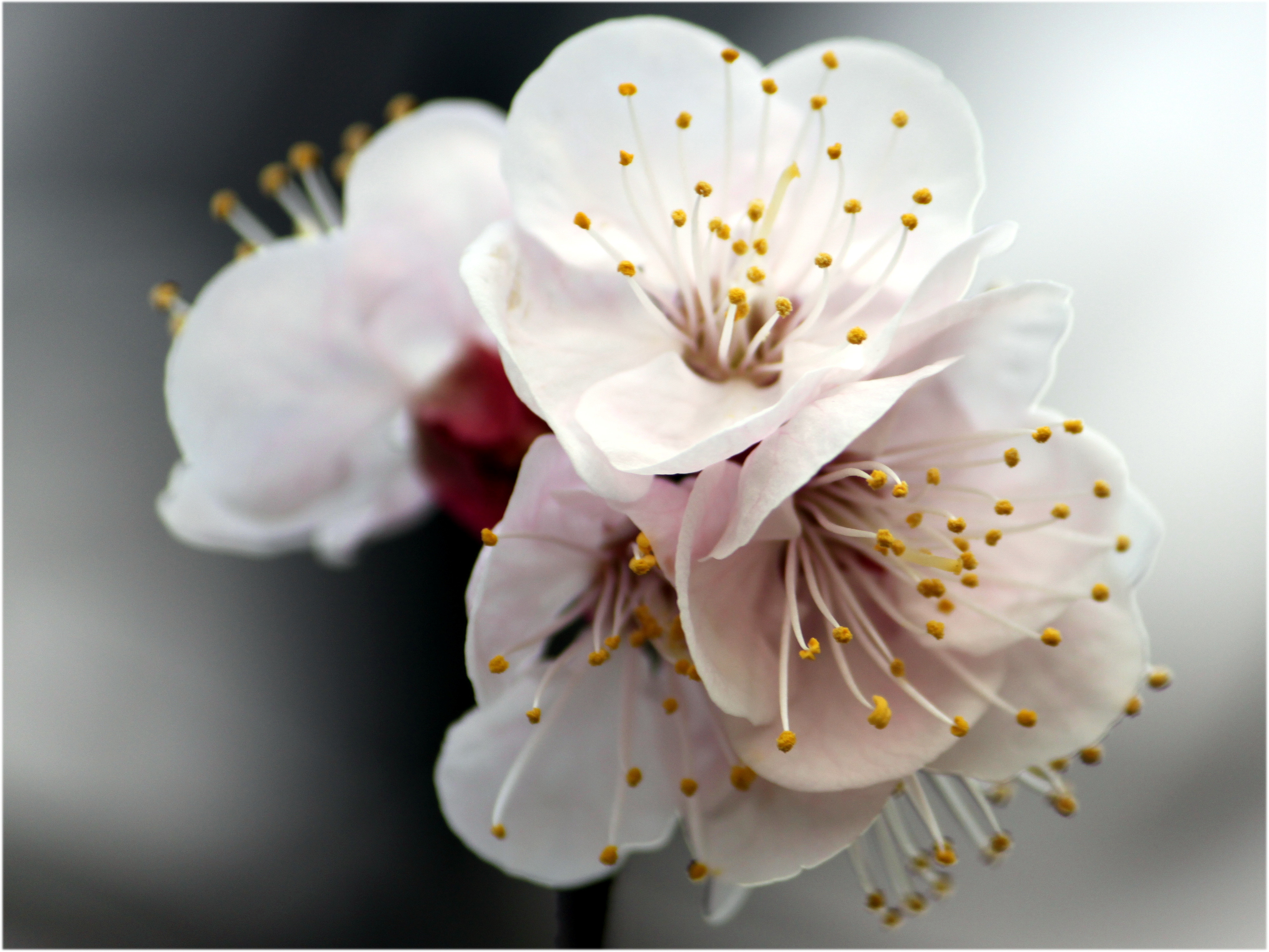 アンズ Prunus Armeniaca L かぎけん花図鑑