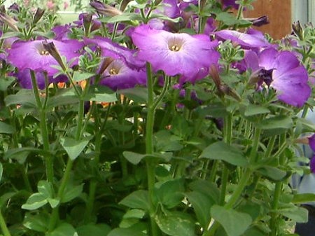 Petunia Merlin Blue Morn