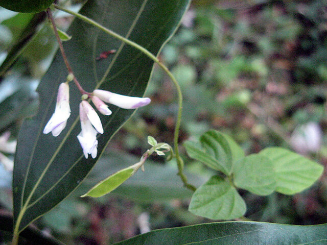 Chinese hog-peanut