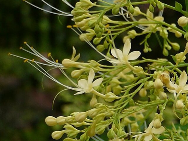 白花圆锥大青 Clerodendrum Paniculatum Cv Aiba 科技研花图画书