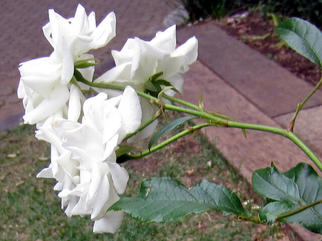 Rose 'Iceberg' 