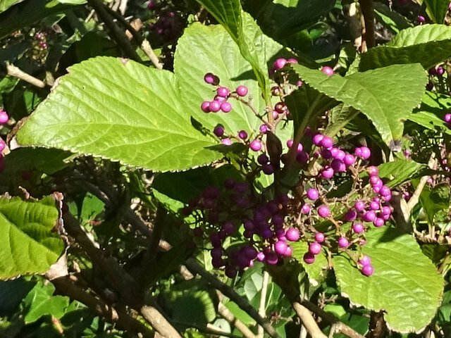 11月4日の誕生花と花言葉 紫式部 サフラン 谷渡 科技研花图画书