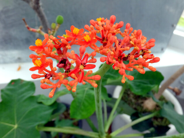 Jatropha podagrica