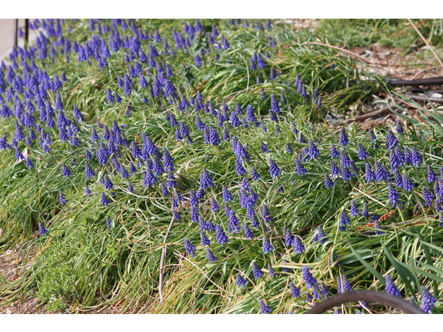 Muscari