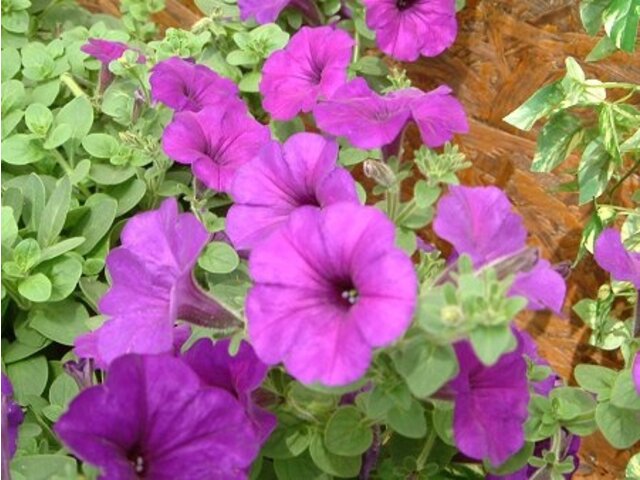 Petunia 'Kirin Wave Purple'