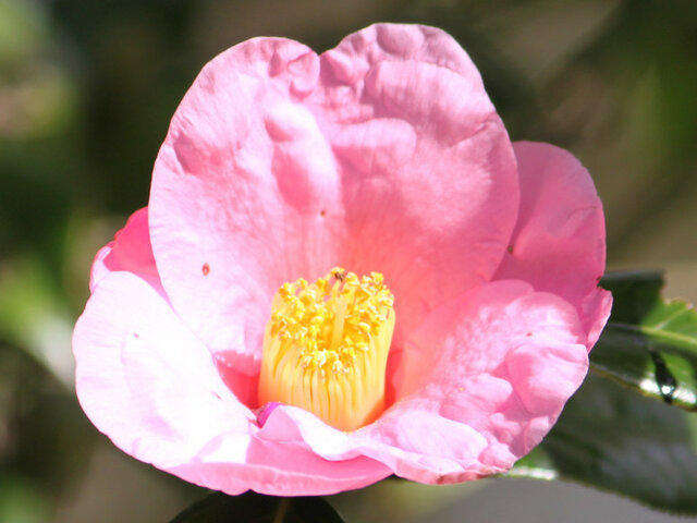 ツバキ 椿 かぎけん花図鑑