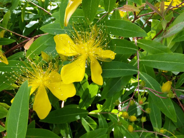 Hypericum monogynum