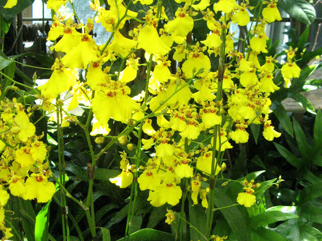 Oncidium