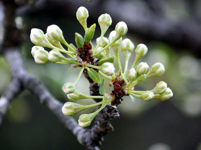 Plum tree