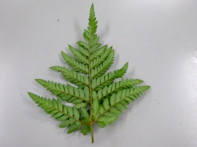 Leather fern