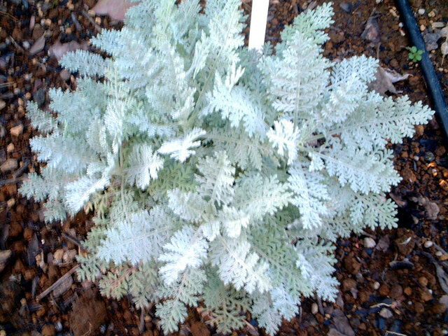 2月の銀葉植物一覧