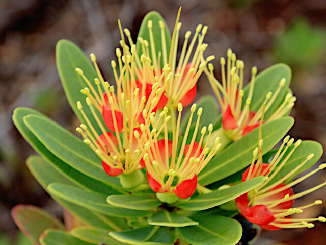 Xantostemon Aurantiacus 'Red & Yellow' 