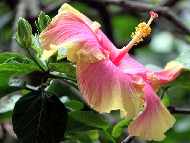 Hibiscus 