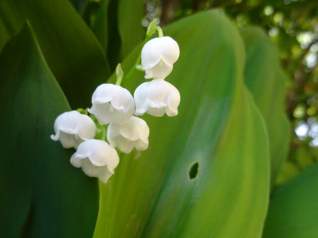 The German Lily of the valley