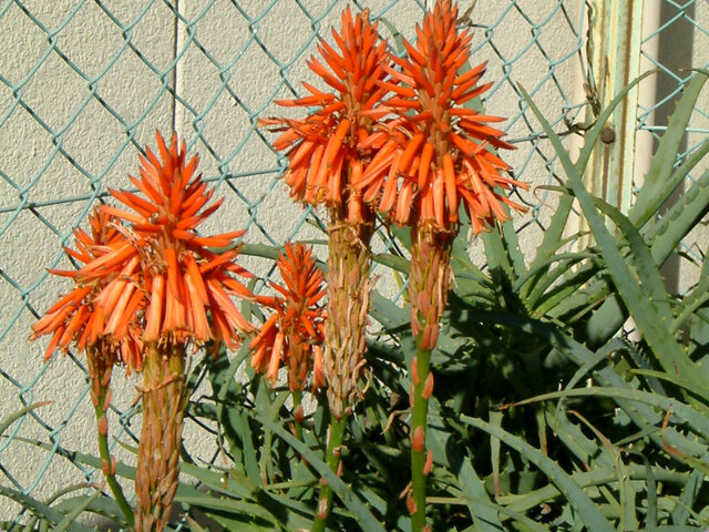 キダチアロエ Aloe Arborescens かぎけん花図鑑