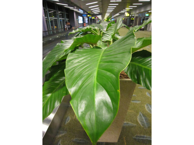 Philodendron